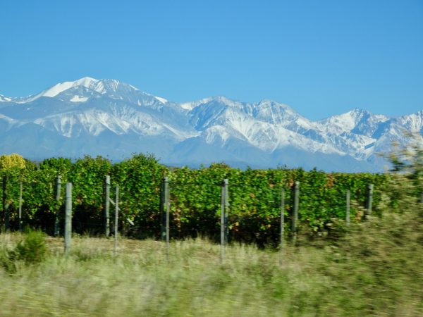 Vineyard and Andes Mountains, Uco Valley, Mendoza, Argentina
