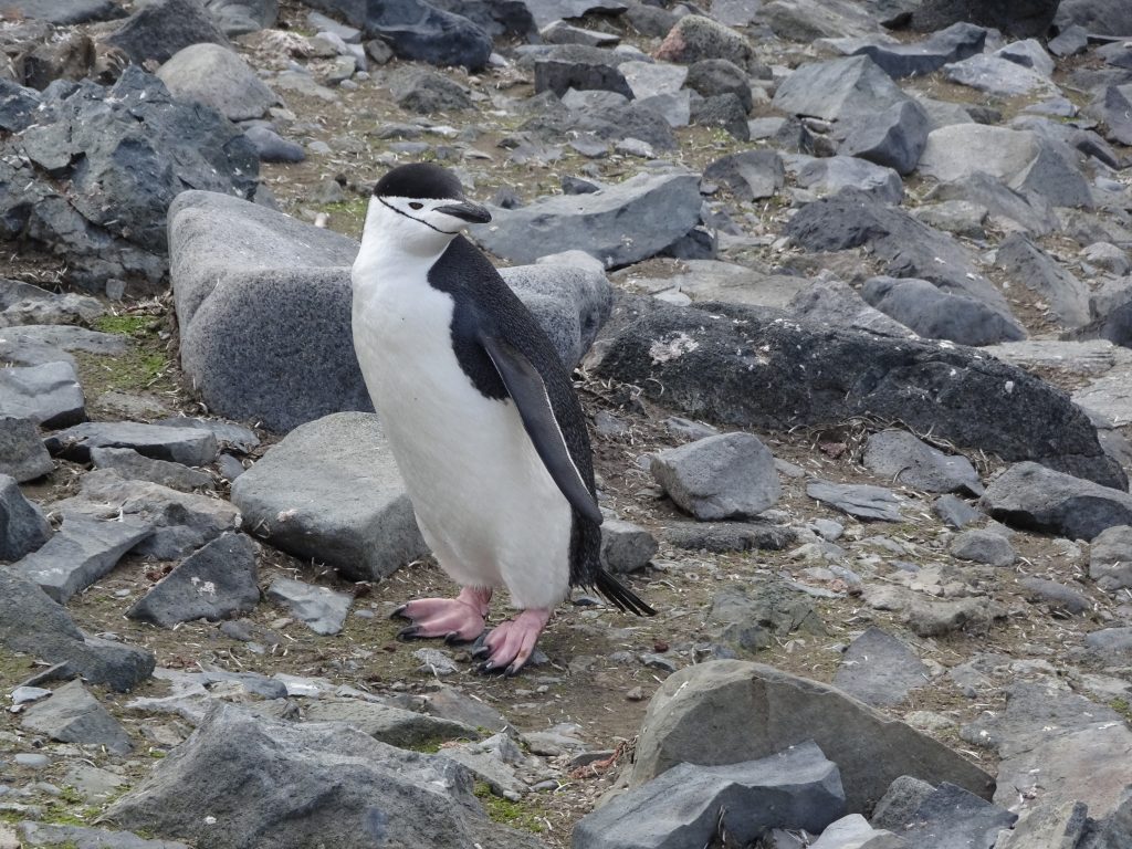 Chinstrap Penguin, Half Moon Island, South Shetland Islands, Antarctica
