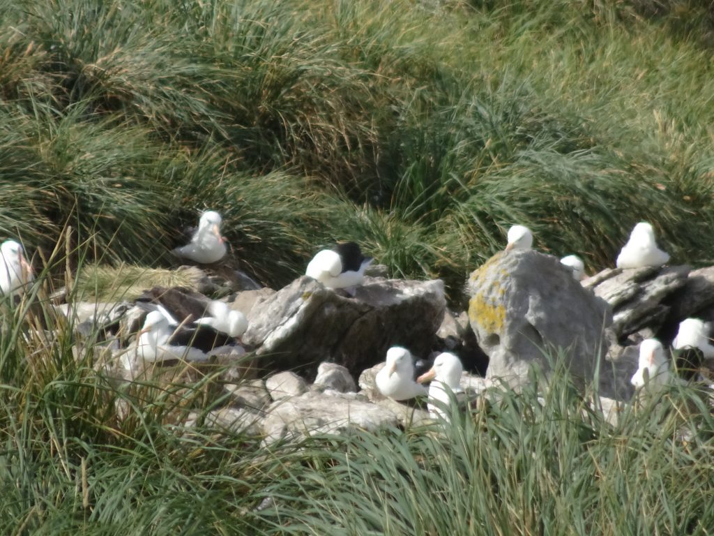 Black-browed Albatross Group Nesting, West Point Island, Falkland Islands, Antarctica