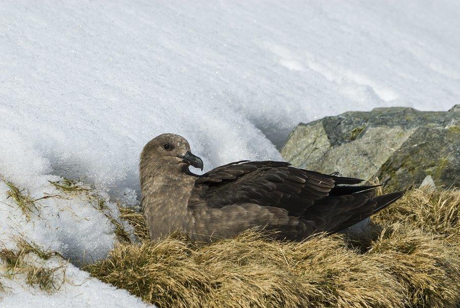 Brown Skua Nesting, Antarctica