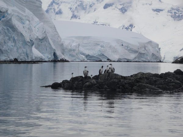 Cormorants, Ice and Mountains, Melchior Islands, Antarctica