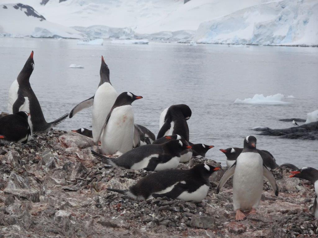 Gentoo Penguin Mates, González Videla Station, Antarctica