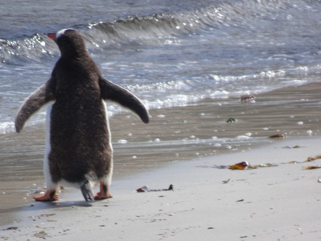 Gentoo Penguin, Saunders Island, Falkland Islands, Antarctica