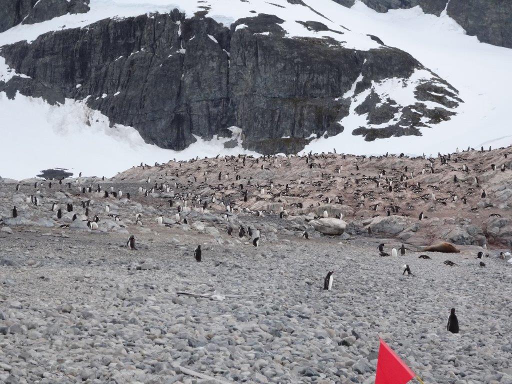 Gentoo Penguins Rookery, Cuverville Island, Antarctica