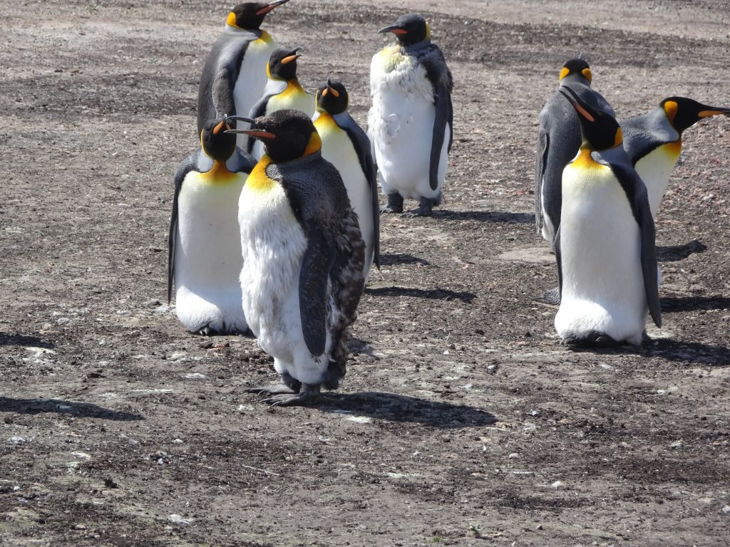 King Penguin Molting, Saunders Island, Falkland Islands, Antarctica
