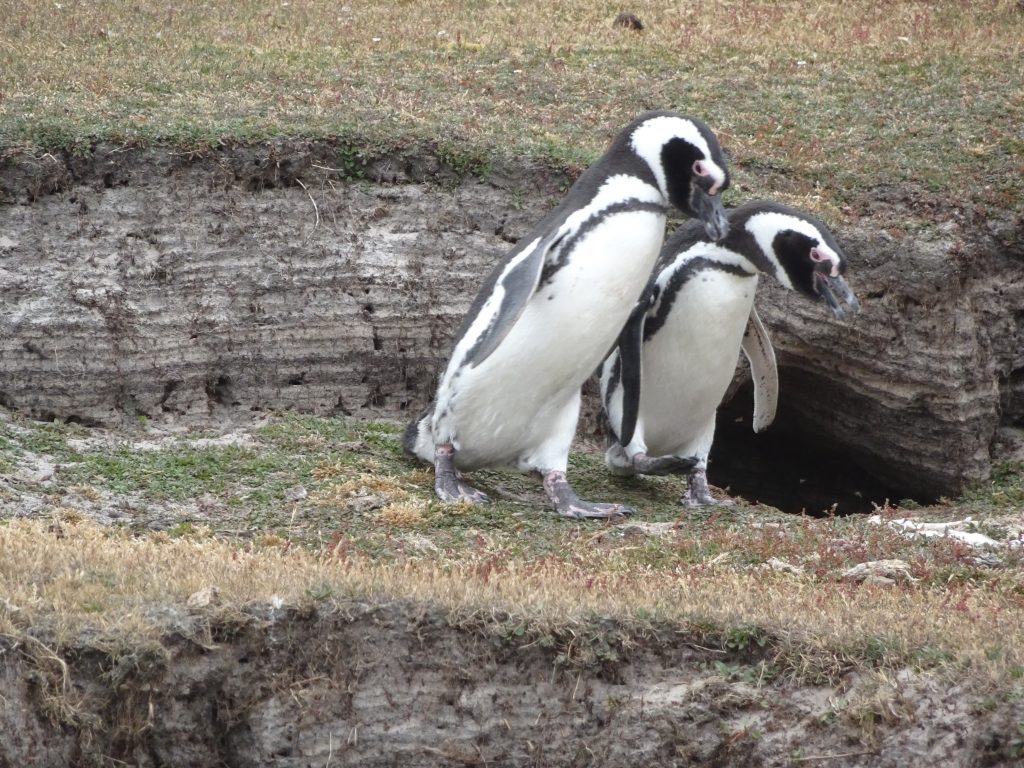 Magellanic Penguins near Their Burrow, Saunders Island, Falkland Islands, Antarctica