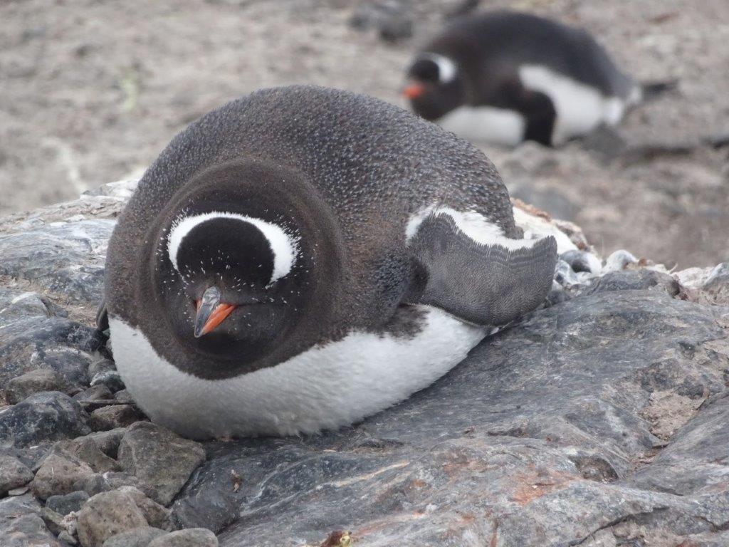 Mother Gentoo Penguin Warming Her Egg, González Videla Station, Antarctica