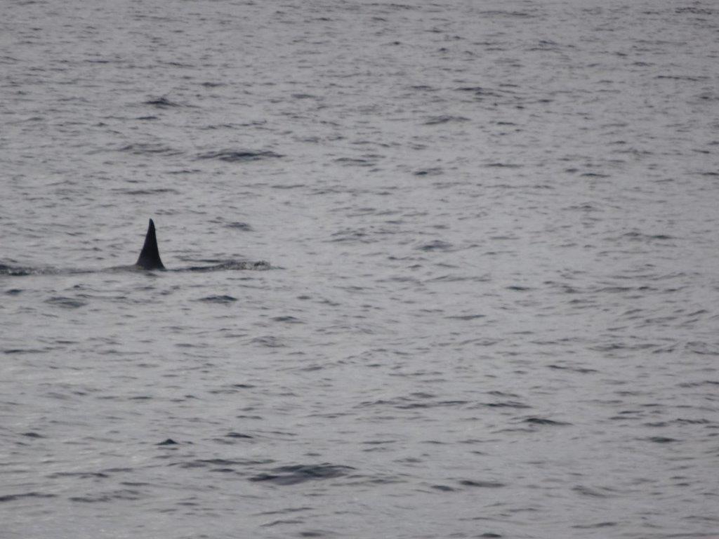 Orca Dorsal Fin, Cuverville Island, Antarctica