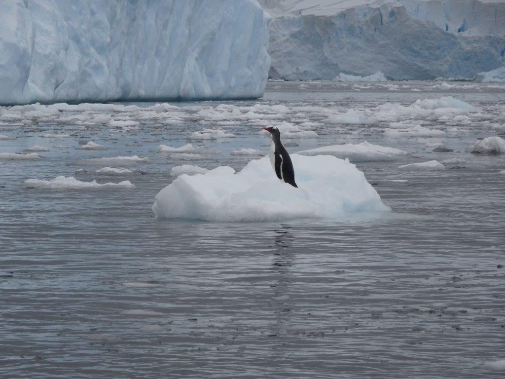 Penguin on Ice, Cerva Cove, Antarctica