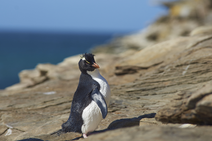 Rockhopper Penguin, Saunders Island, Falkland Islands, Antarctica