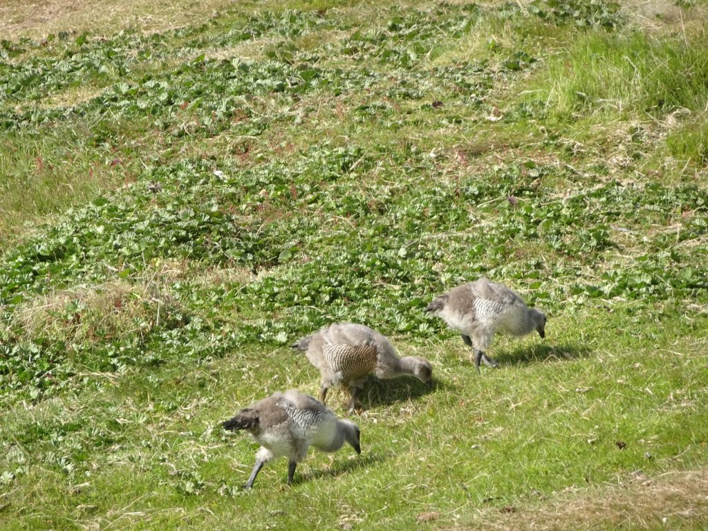 Upland Geese Chicks, West Point Island, Falkland Islands, Antarctica