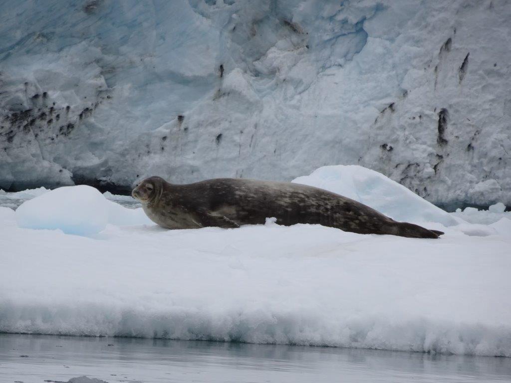 Weddell Seal, Paradise Bay, Antarctica