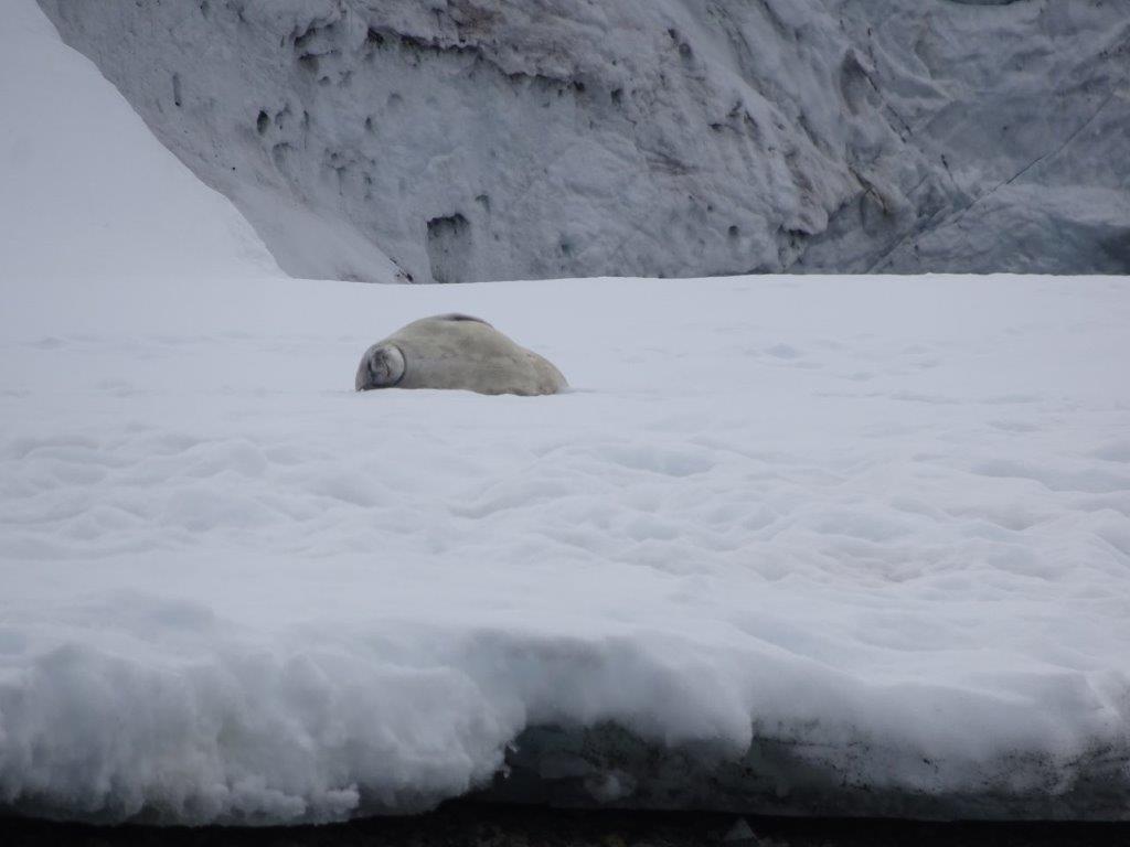 Weddell Seal Resting, Paradise Bay, Antarctica
