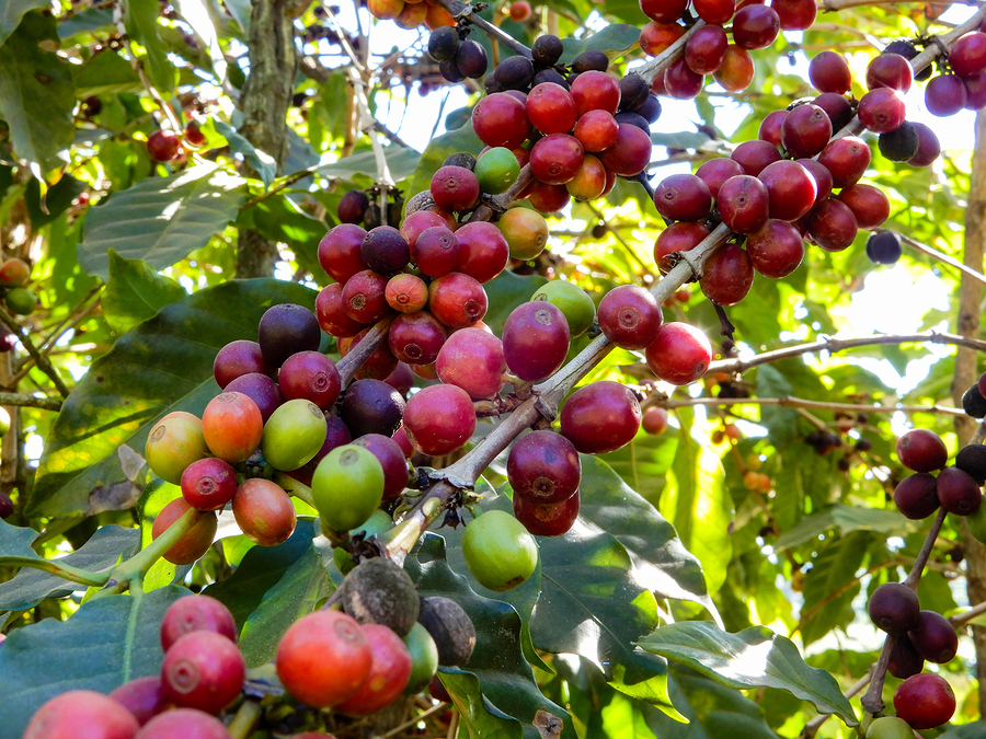 Coffee Tree, Minas Gerais, Brazil