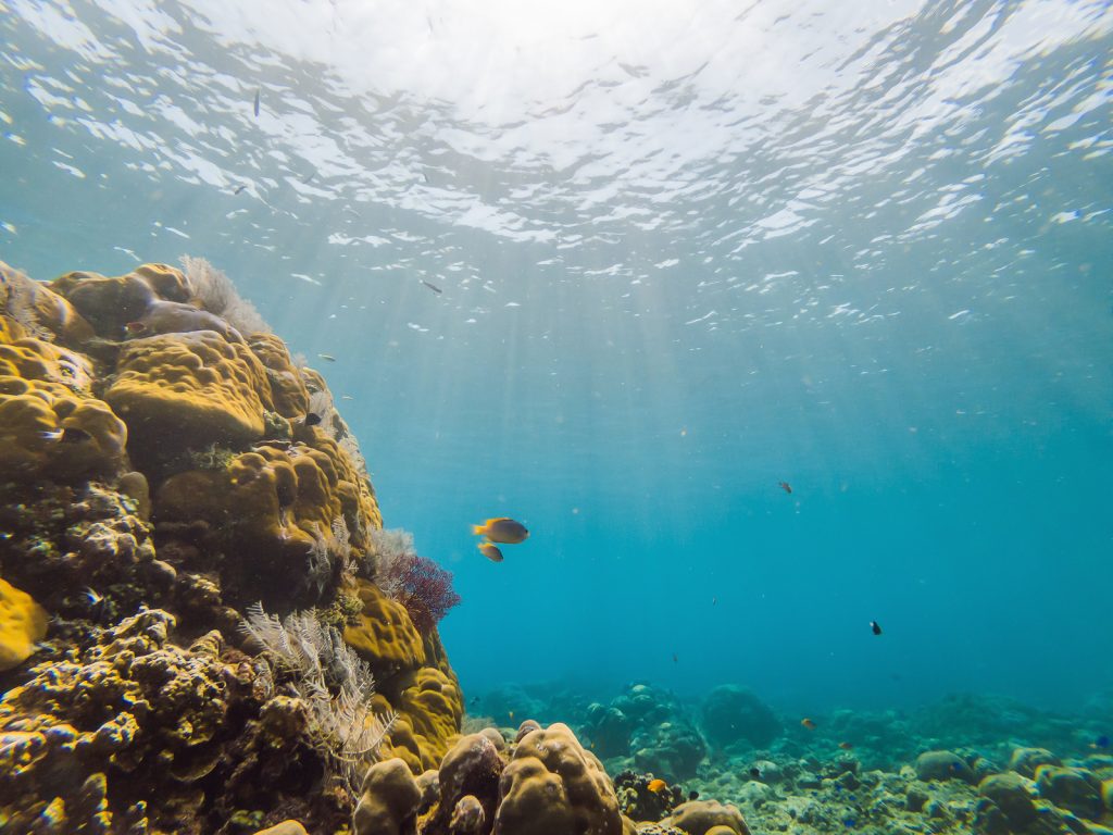 Underwater Landscape, Great Barrier Reef, Australia