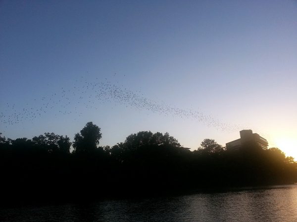 Bats at Sunset, Austin, Texas
