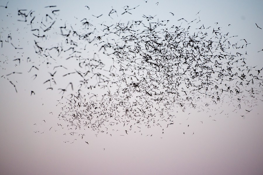 Bats in Flight, Austin, Texas