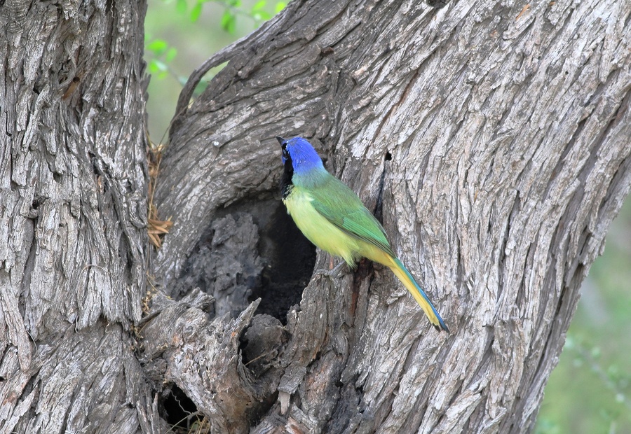 Green Jay, World Birding Center, Bensten Rio Grande Valley State Park, Texas