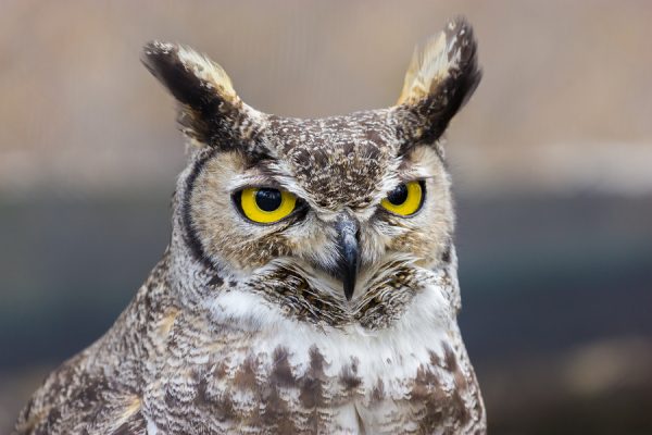 Texas Hoot Owl