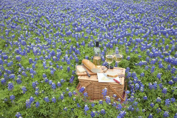 Wine Picnic Amongst Texas Bluebonnets