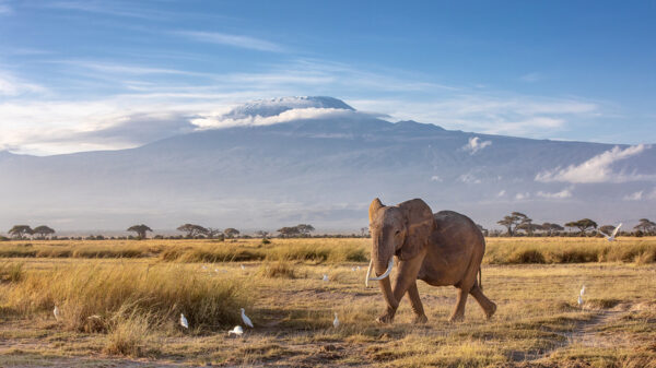 African Elephant, Mount Kilimanjaro, Tanzania