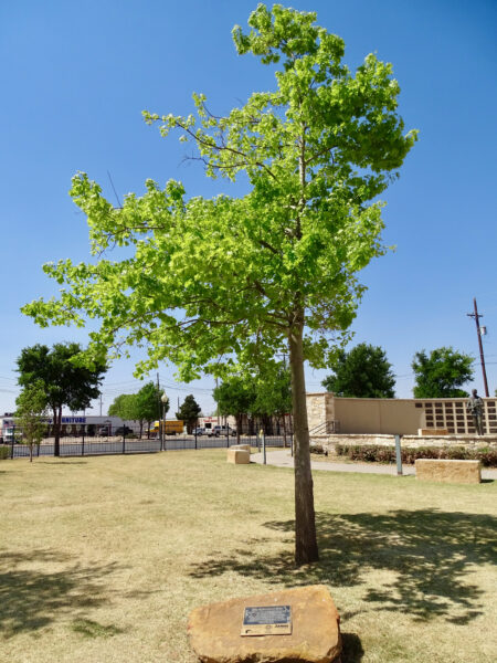 McCartney Oak, West Texas Walk of Fame, Lubbock