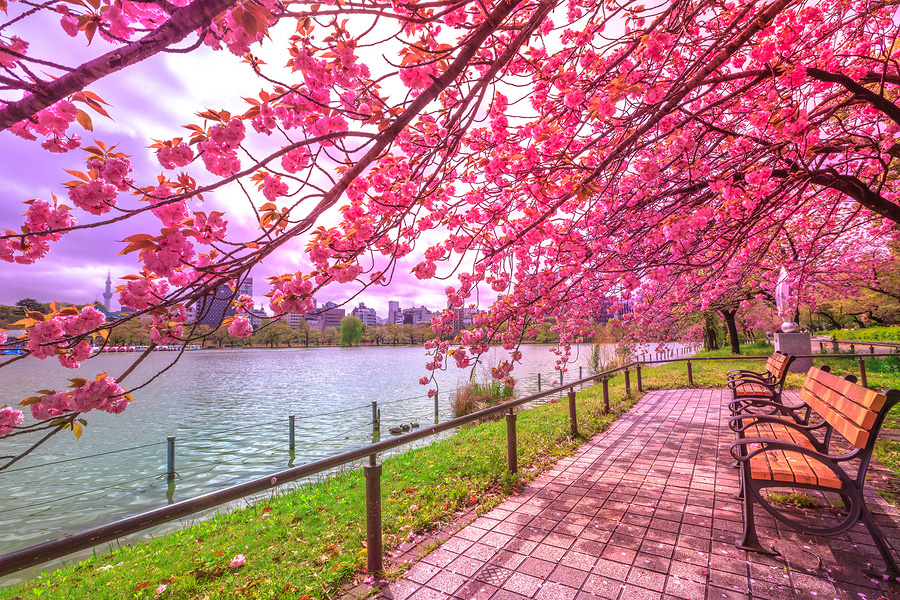 Sakura – Cherry Blossom Time in Japan